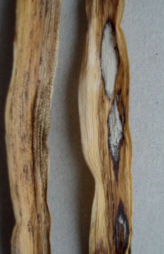 White mould sclerotia in leaf debris; small black sclerotia